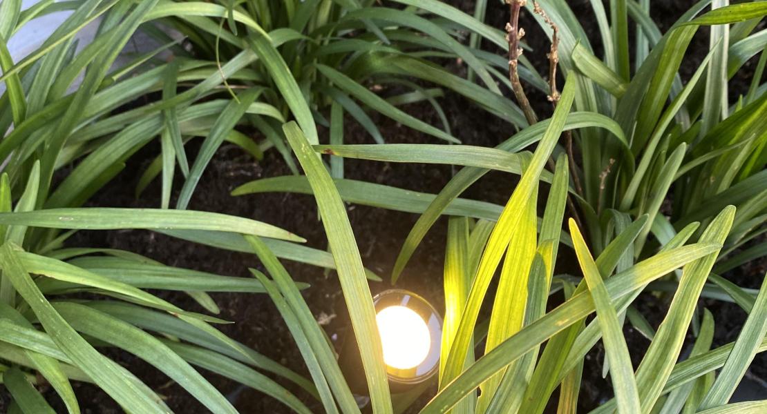 Garden Lighting 